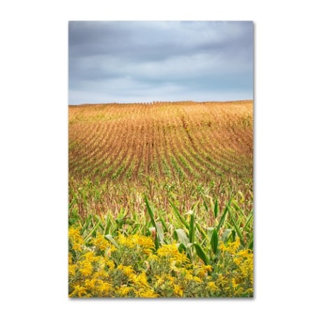 Jason Shaffer 'Corn Field' Canvas Art,30x47